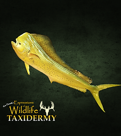 Fish taxidermy