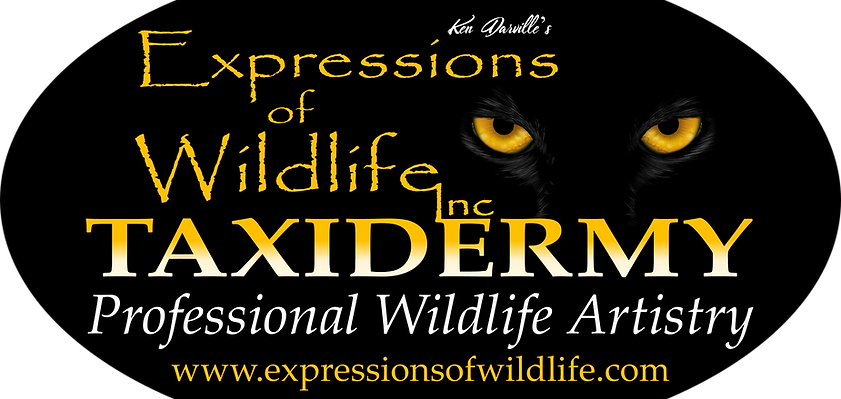 Expressions of Wildlife Taxidermy