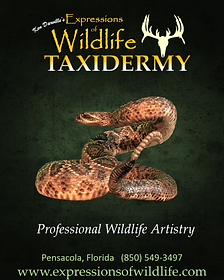 Reptile taxidermy