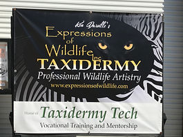 Expressions of Wildlife Taxidermy