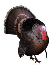 Upland Birds