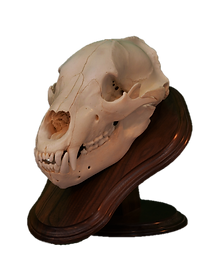 Skulls