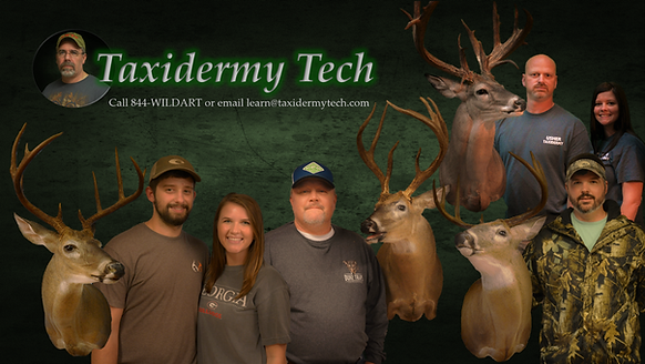 Wildlife taxidermy studio mount